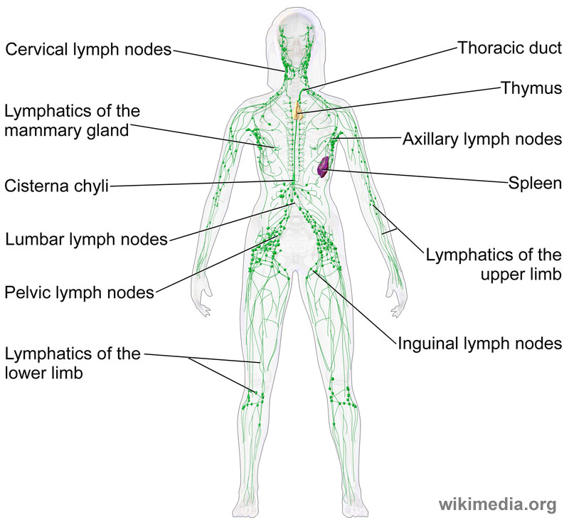 What is your Lymphatic System and Will Using a Sauna help it Function