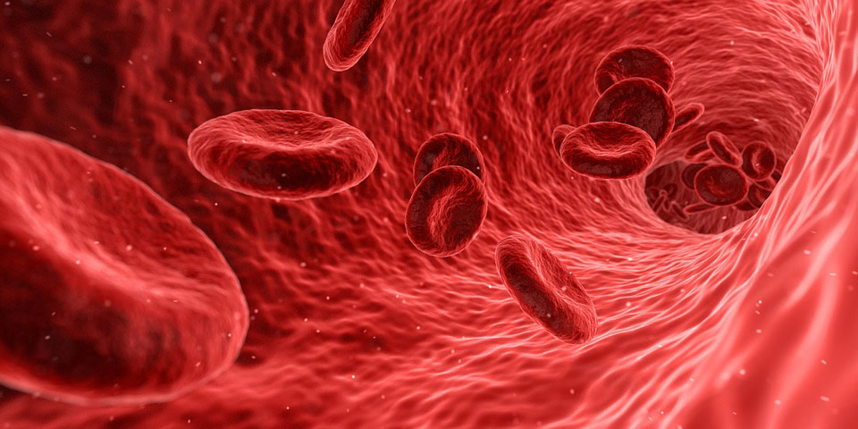 Steam Rooms Increase Red Blood Cell Count, Increasing Oxygen Delivery in the Body